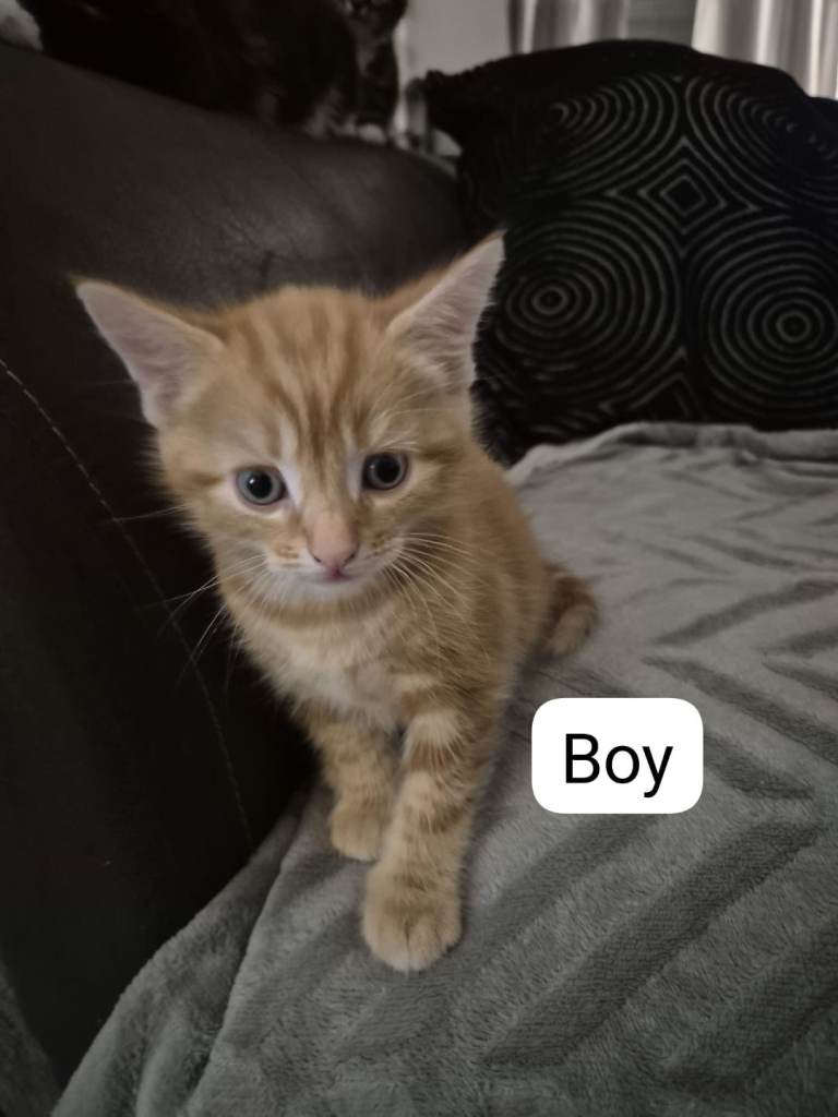 7 week old ginger kittens 