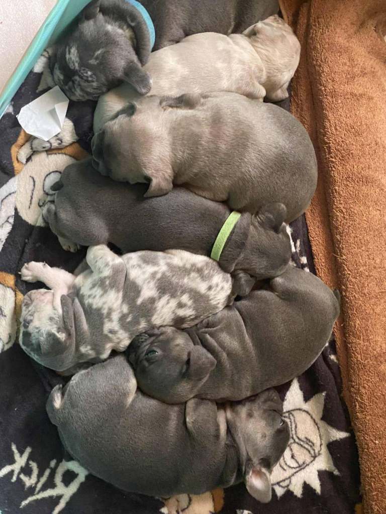 Fawn Merle French Bulldog Puppies for sale