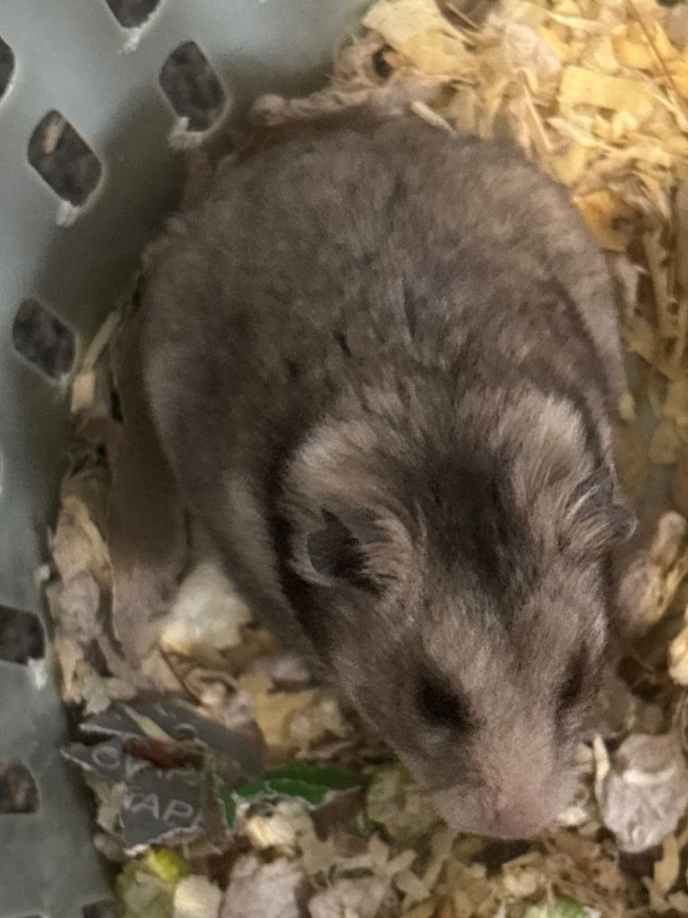 Hamsters 