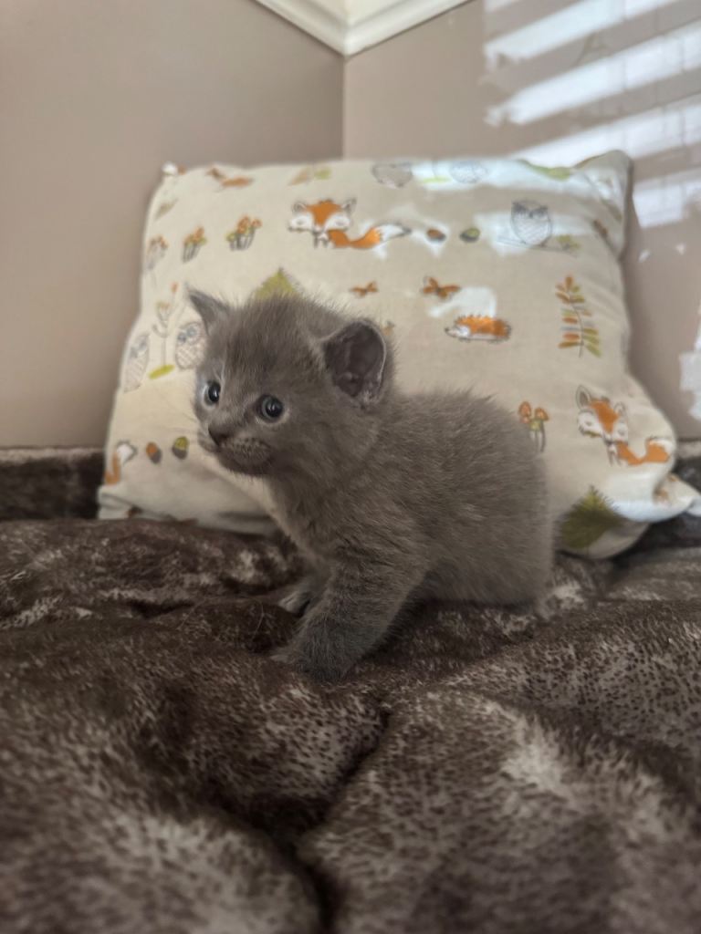 Maine coone cross kittens - 
