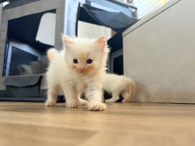 Flame and tortie ragdolls