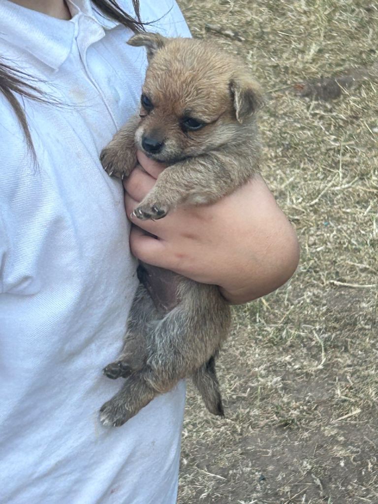 2 beautiful Yorkshire terrier cross 