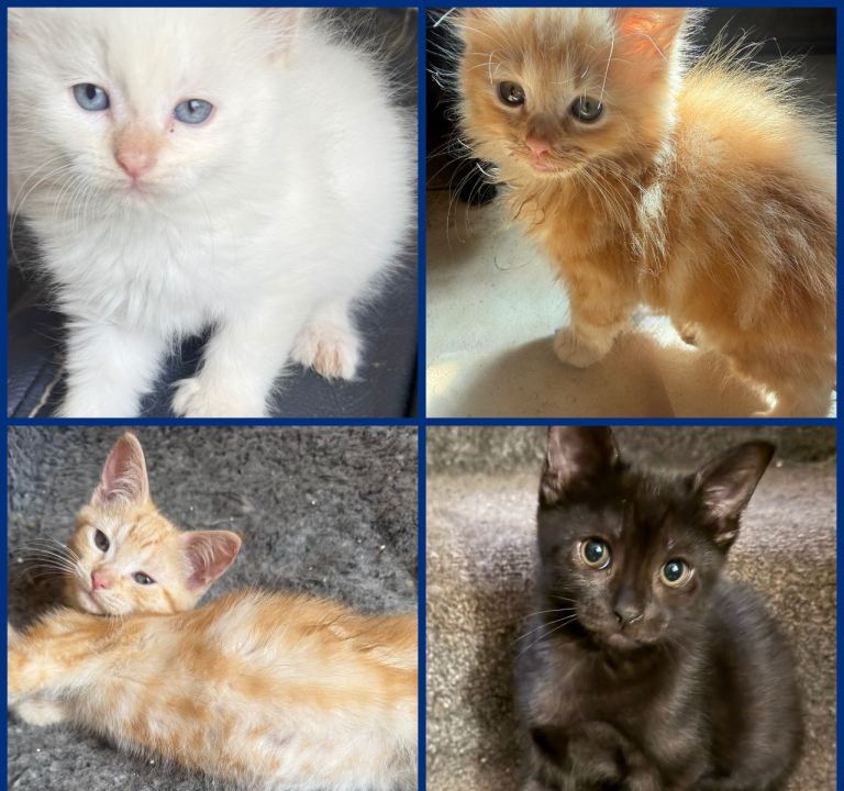 Gorgeous Mixed RDoll Kittens Ready Now For Forever Home 