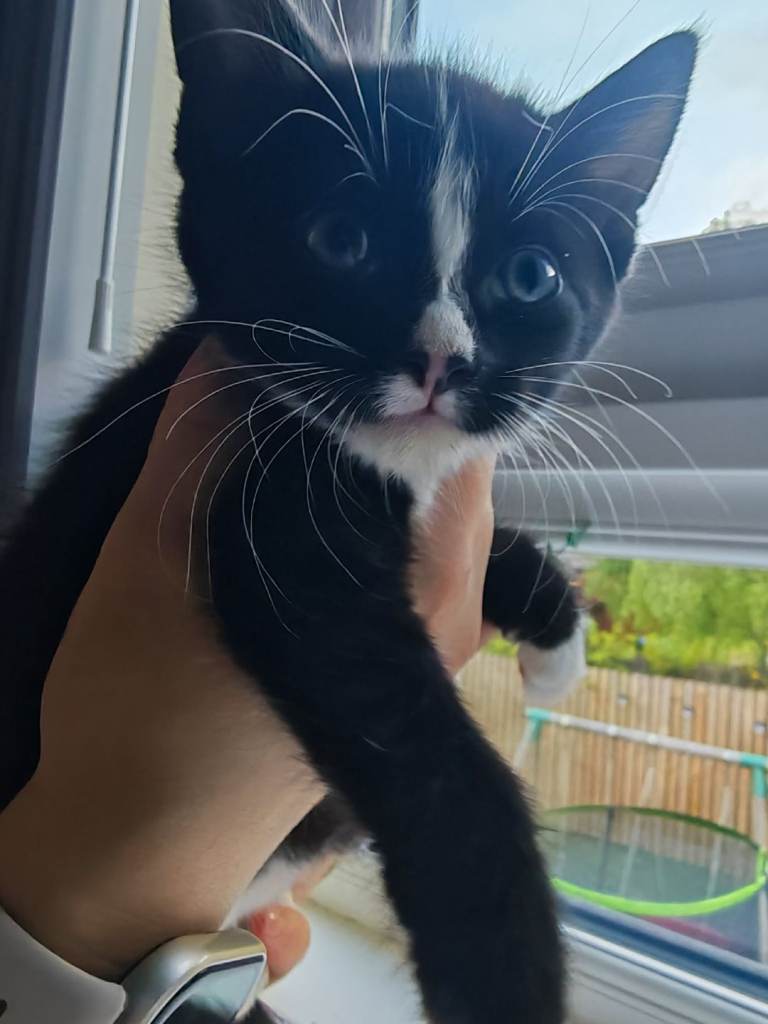 Lovely kitten boy
