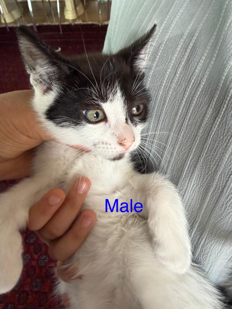 Two kittens - ready to leave
