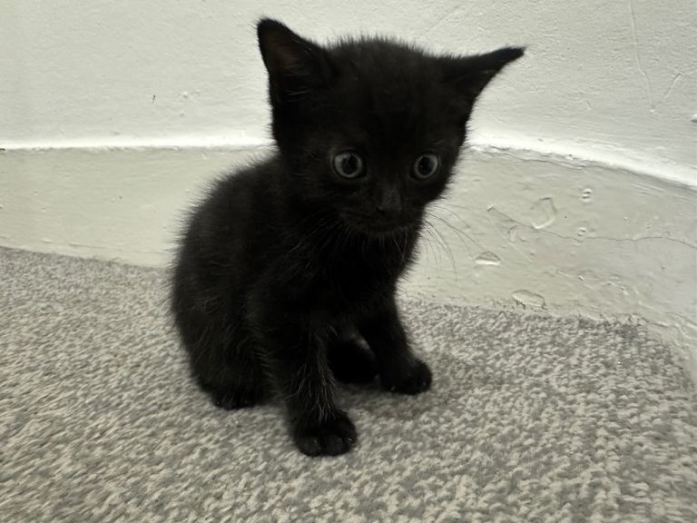 (8 weeks )KITTENS available for adoption 