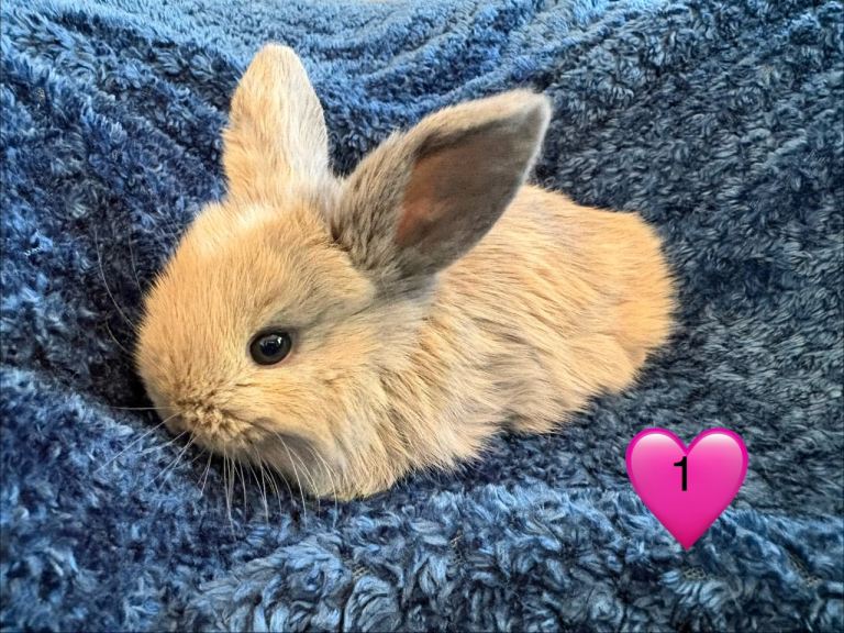 Pure bred mini lop bunnies