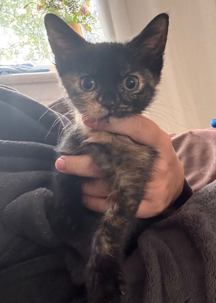 Kittens, ready now. 