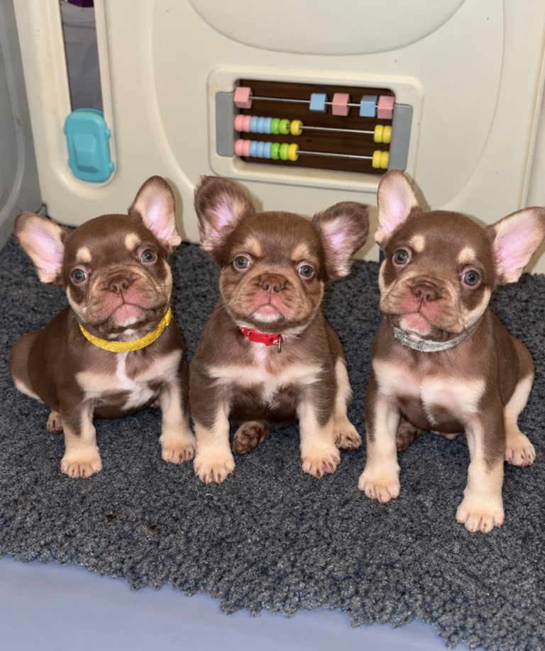 🤎ROJO & TAN FRENCH BULLDOG PUPPIES🤎