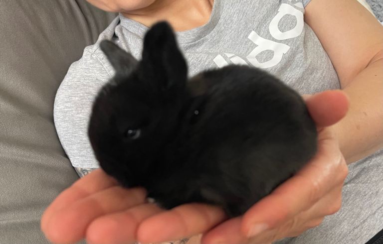 Baby mini lop rabbits