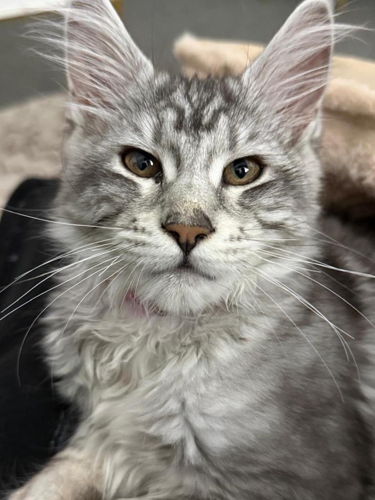 Stunning TICA registered Maine coon lady - 7 months 