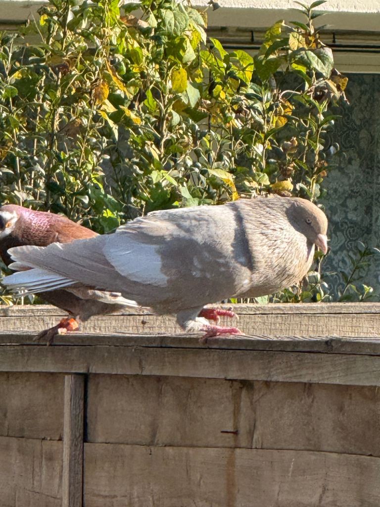 1 Pair Racer Pigeons & 3 Females Racing Afghani Pigeons, Pakistani High Flyer pigeon  for Sale 