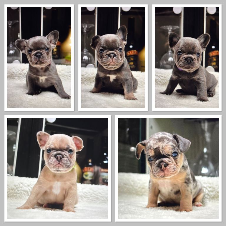 Beautiful Frenchie Babies Seeking Forever Families