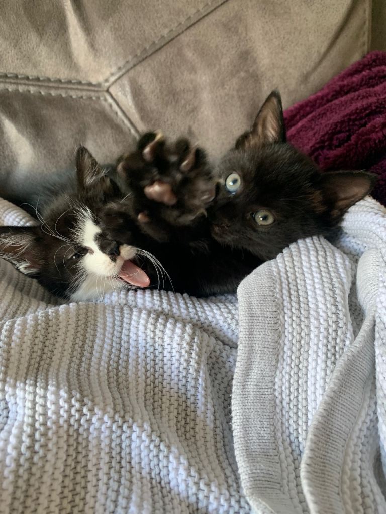 Cute Sister cats 17months old