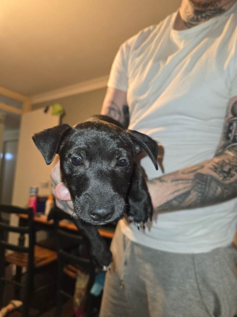 Patterdale terrier