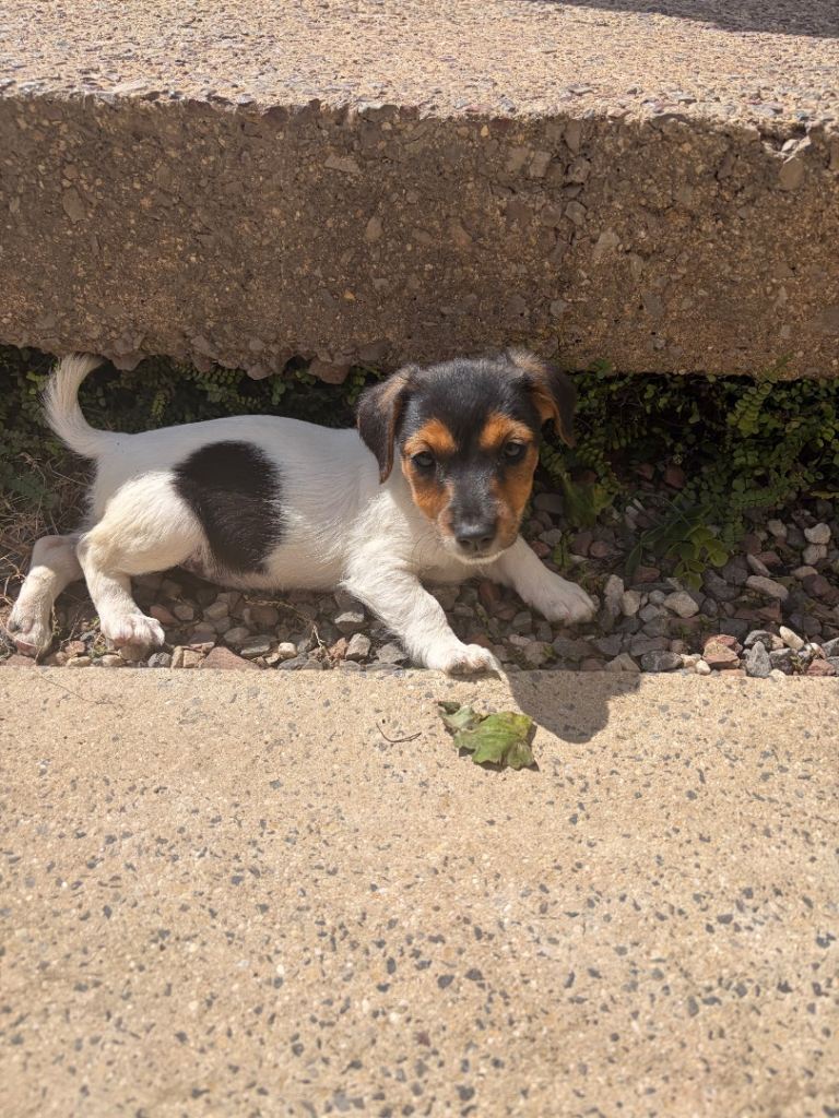 Litter of 6 Puppies Ready for Their Forever Homes 3 girls left !