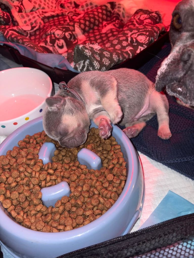 Kc registered French bulldogs 