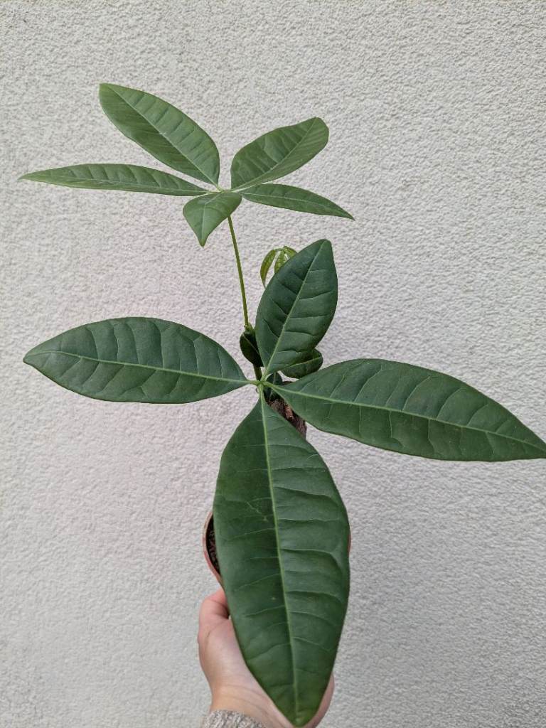 Super Healthy Money plant ( Pachira)