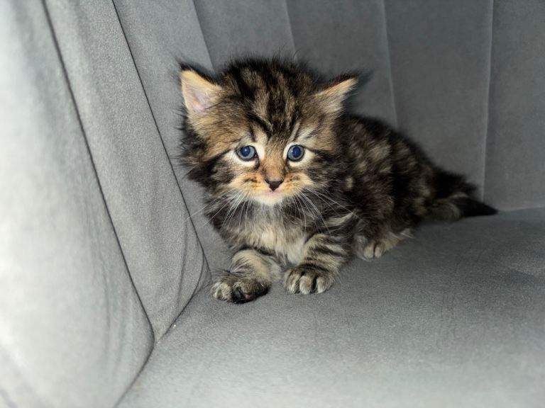 Kittens for sale