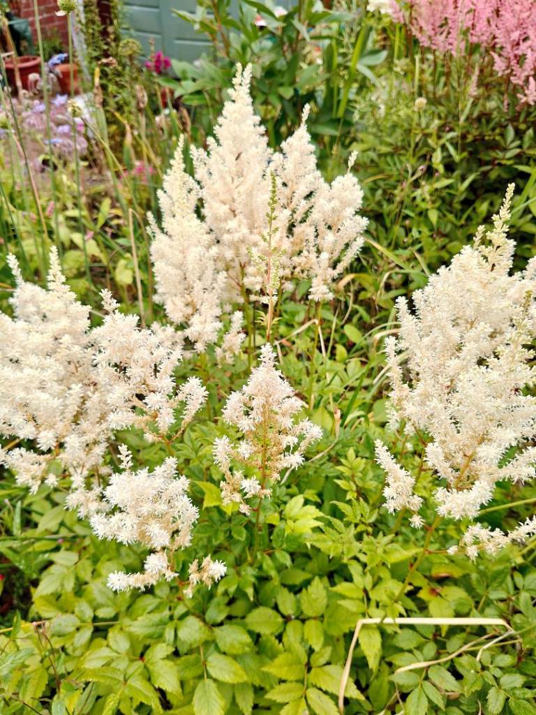 Beautiful White Astilbe - Perennial Slug-Resistant Plant - Ready for planting!