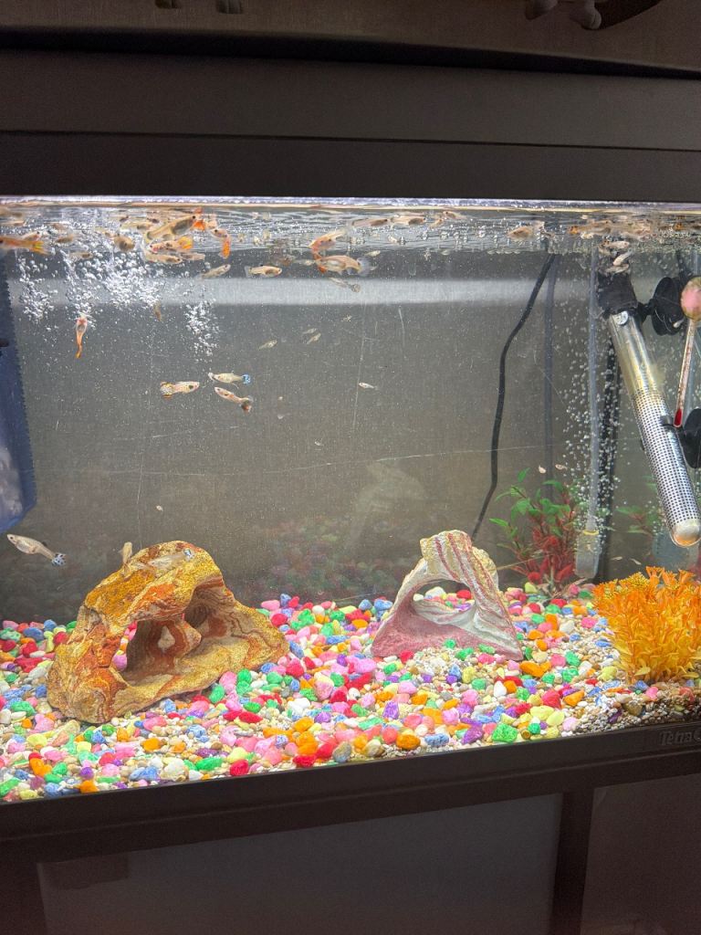 Guppies 