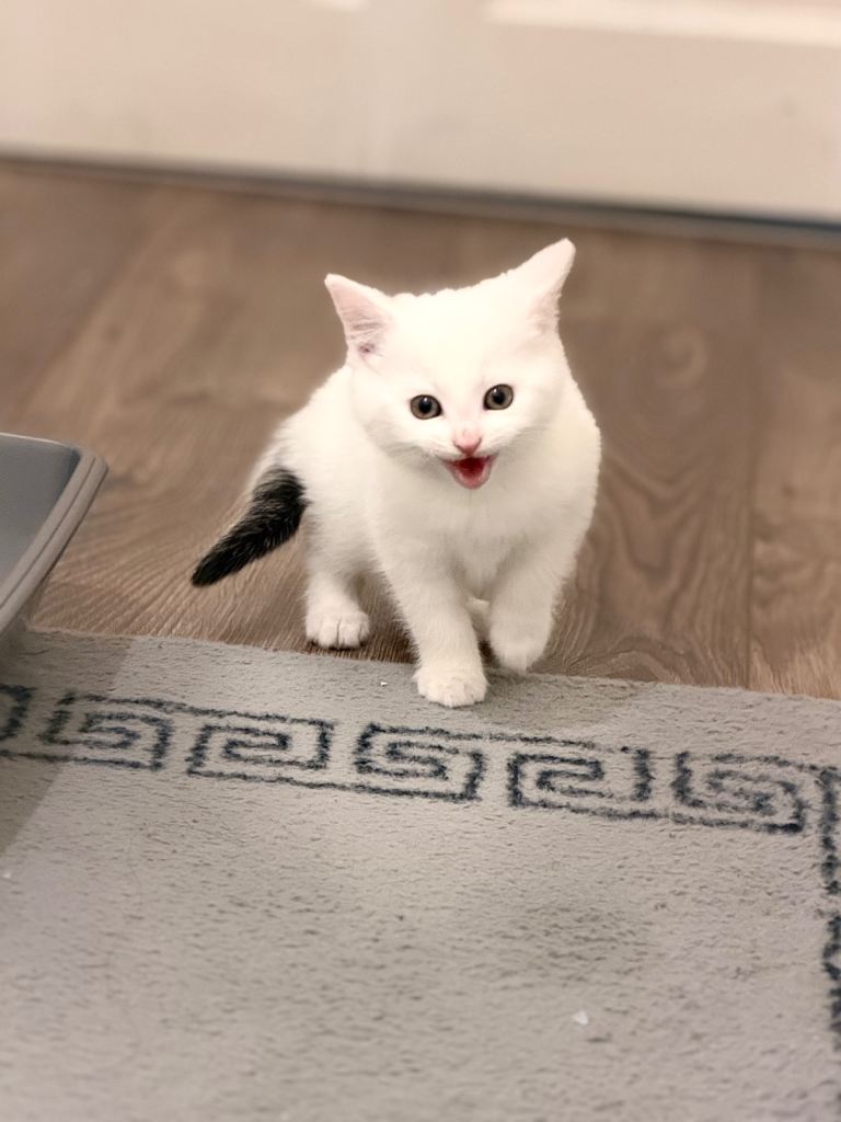 Kitten