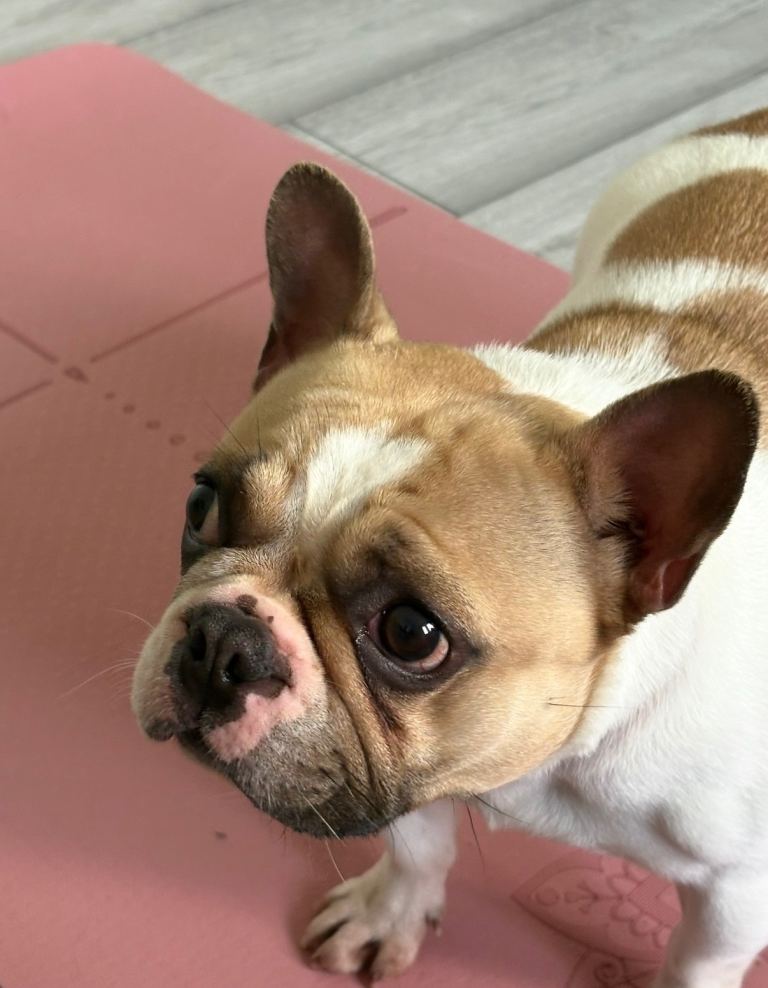 KC French bull dog female 