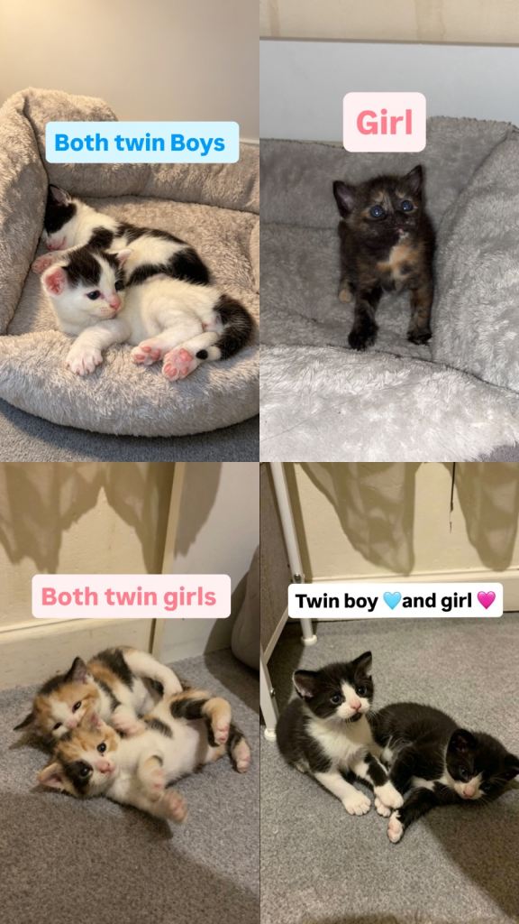 Kittens