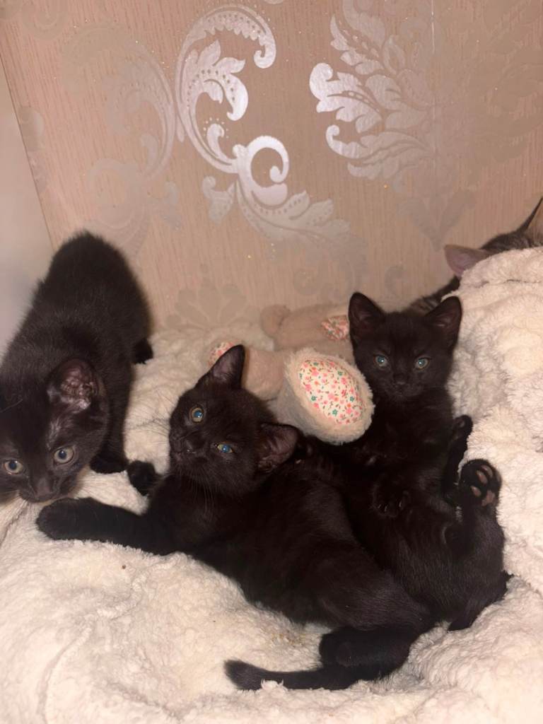 3 Girl Kittens looking for their forever homes