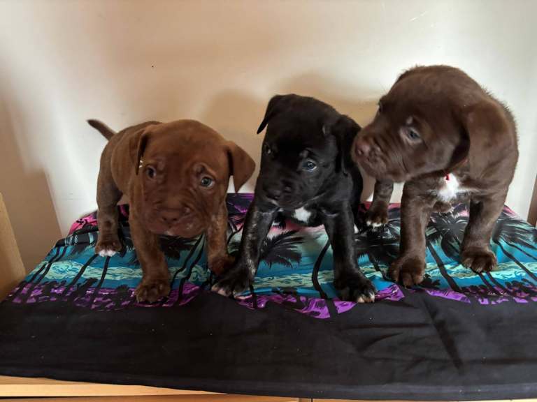 image for Staffy x American bulldog