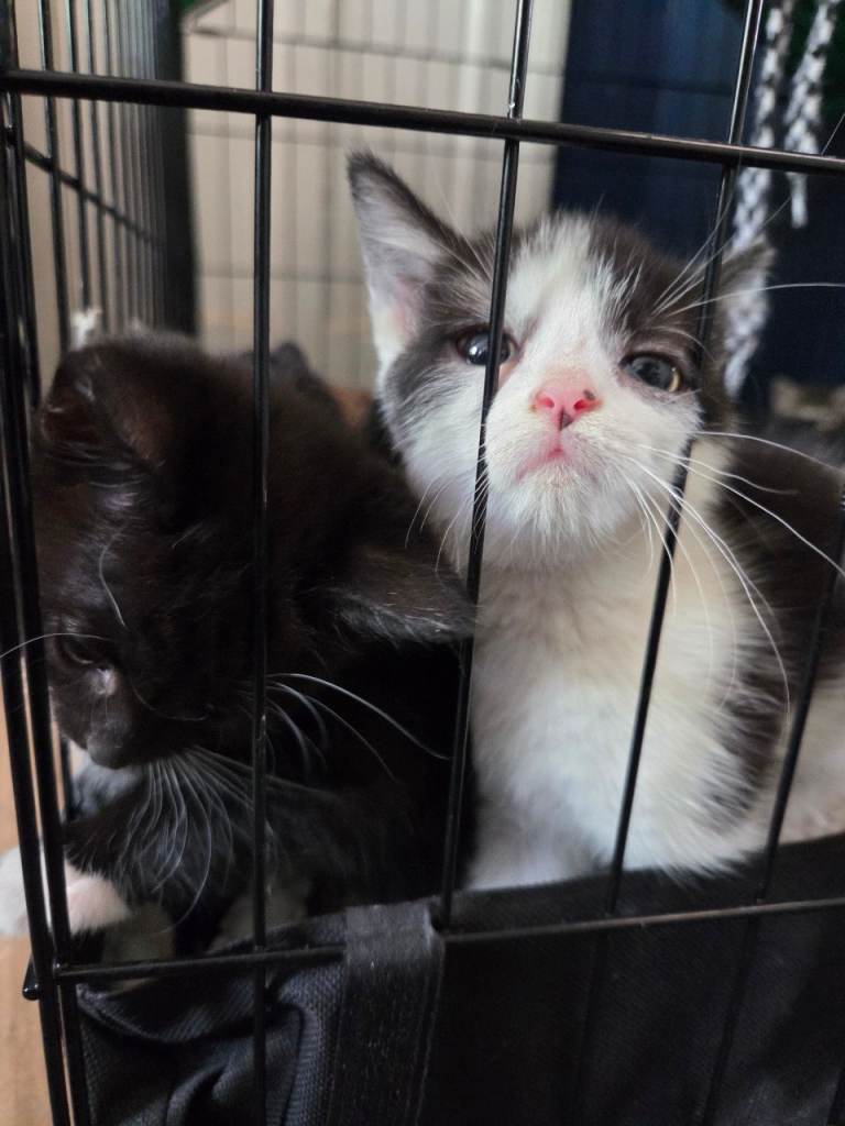 Kittens