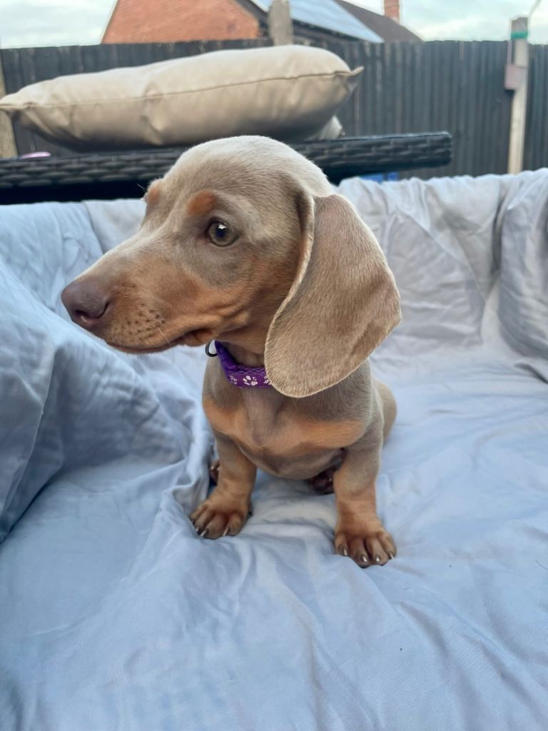 Miniature dachshund puppies 
