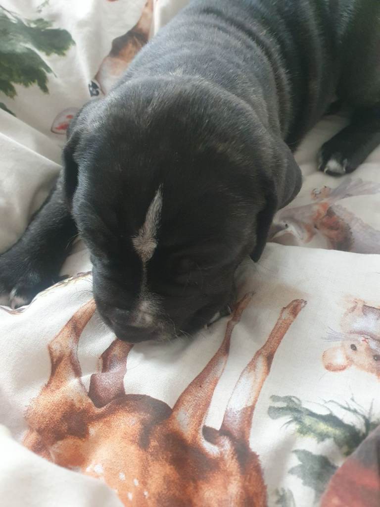 Female cane corso