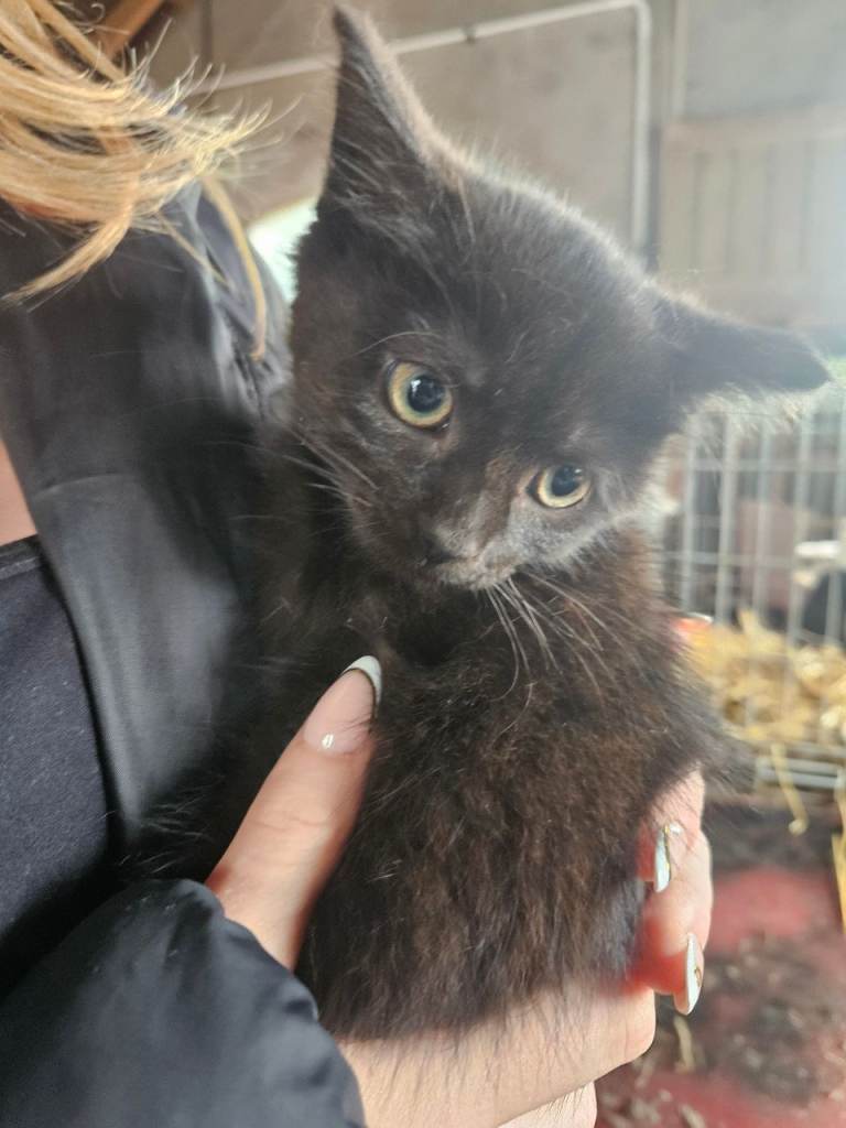 Kittens. Ready to go. Delivery available
