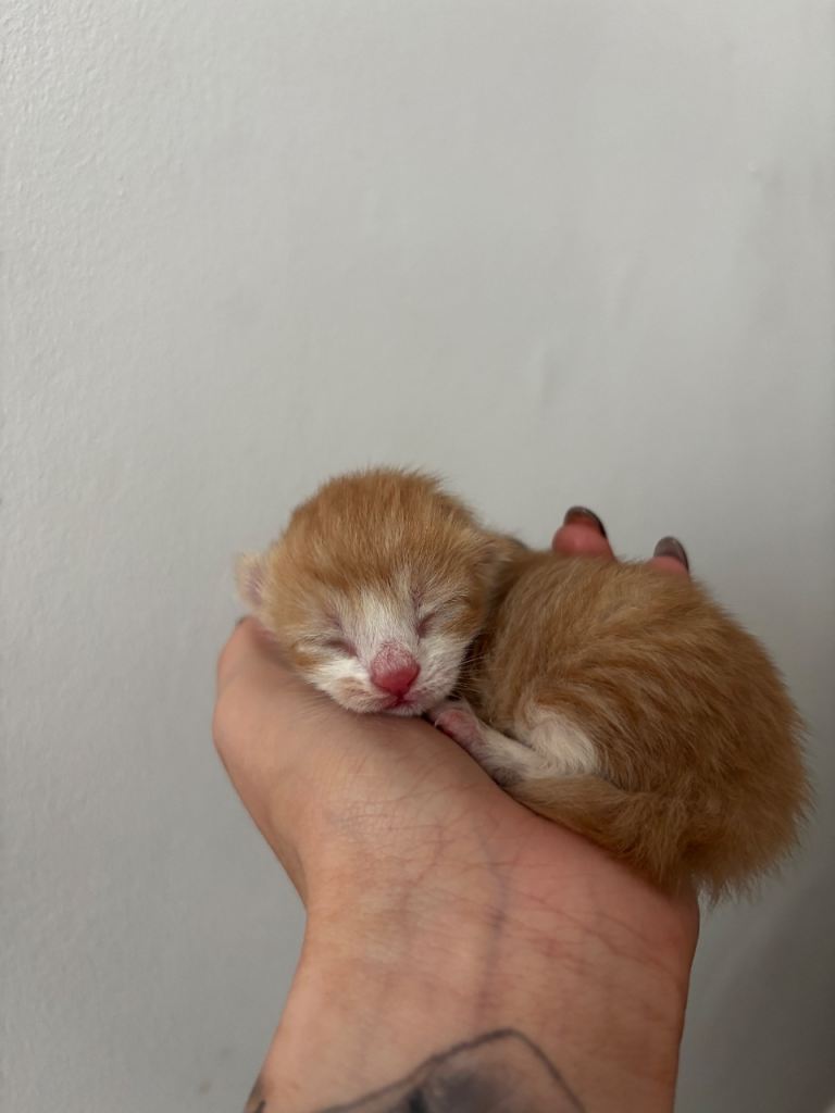 Boy kittens 