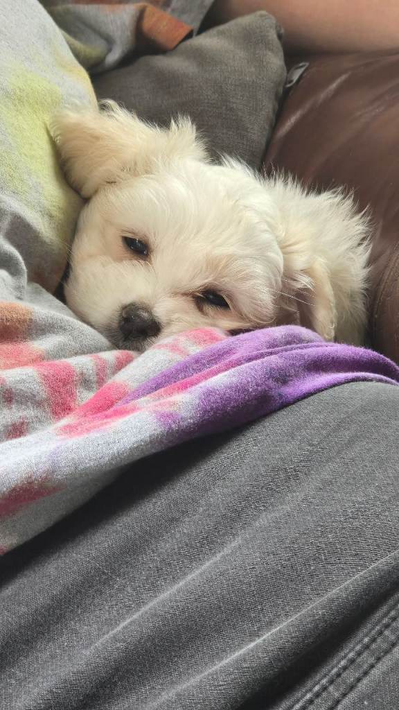 Maltichon puppies-last girl available 