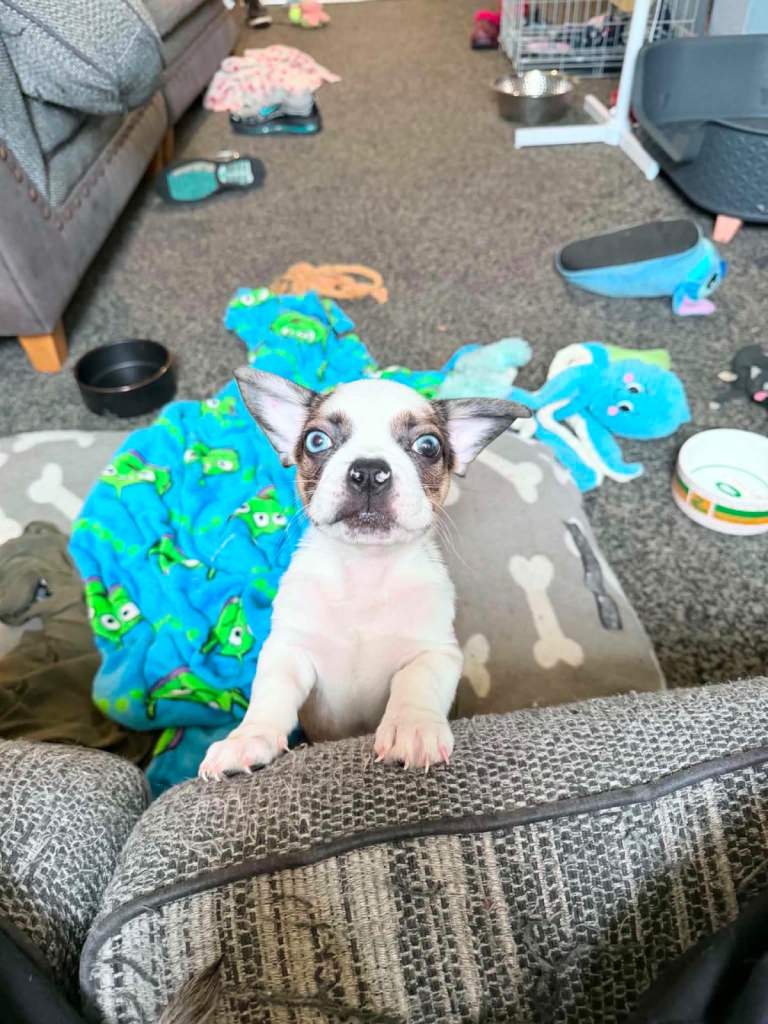 French bull dog x puppies 