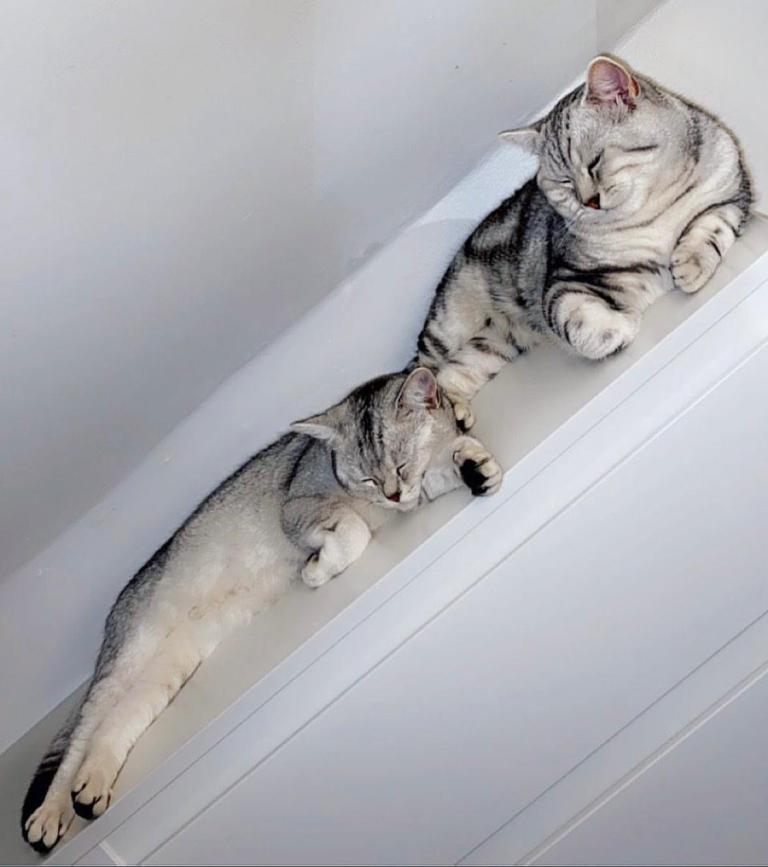 Beautiful silver shorthairs 