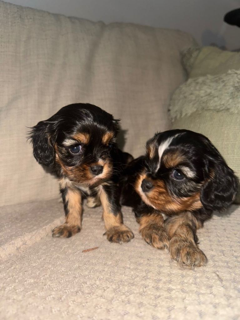 Cavalier King Charles spaniel