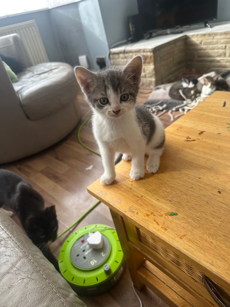 3 male kittens for sale