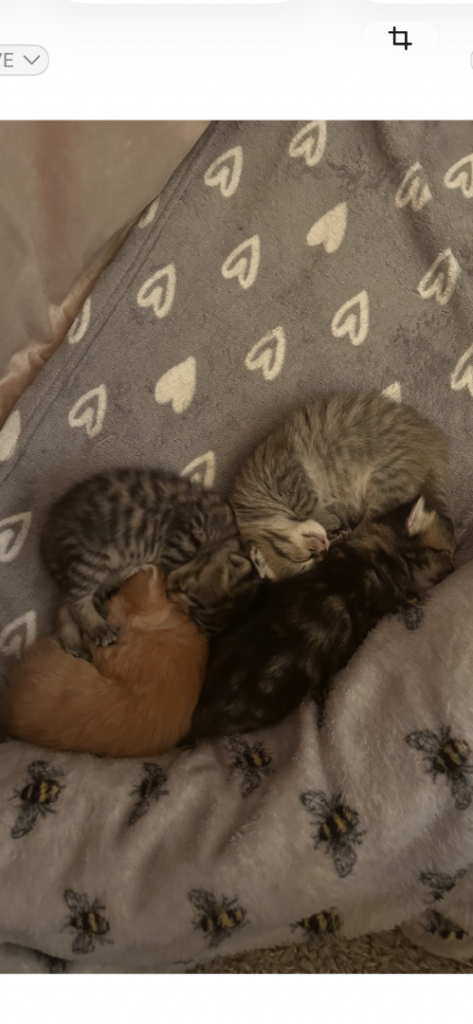 Kittens 