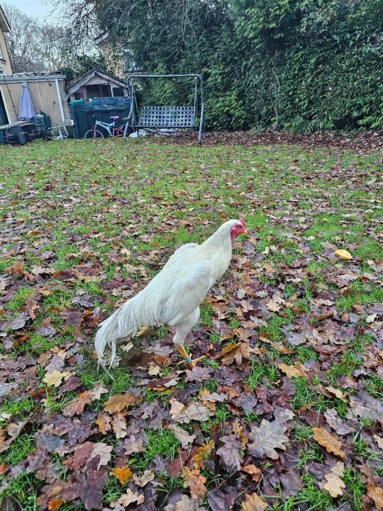 O shamo german 7 months 