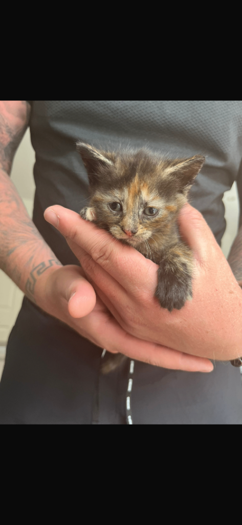 Kittens