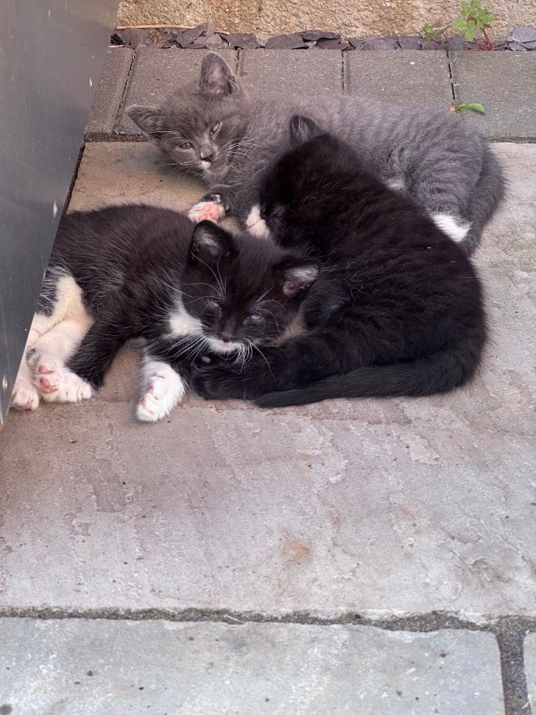 3 beautiful kittens for sale 