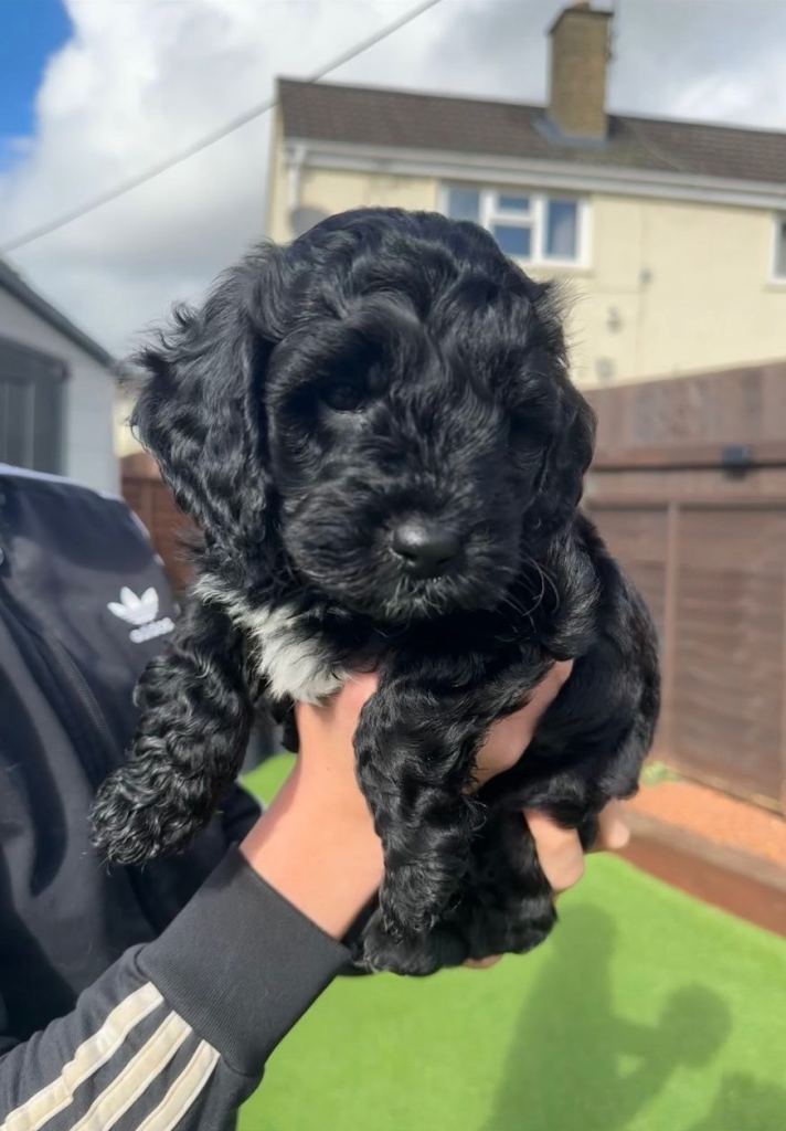 🐶 Beautiful F2 Cockapoo Puppies for Sale 🐶