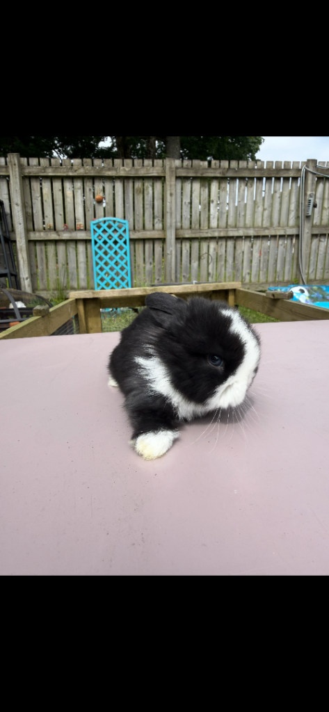 Baby mini lops