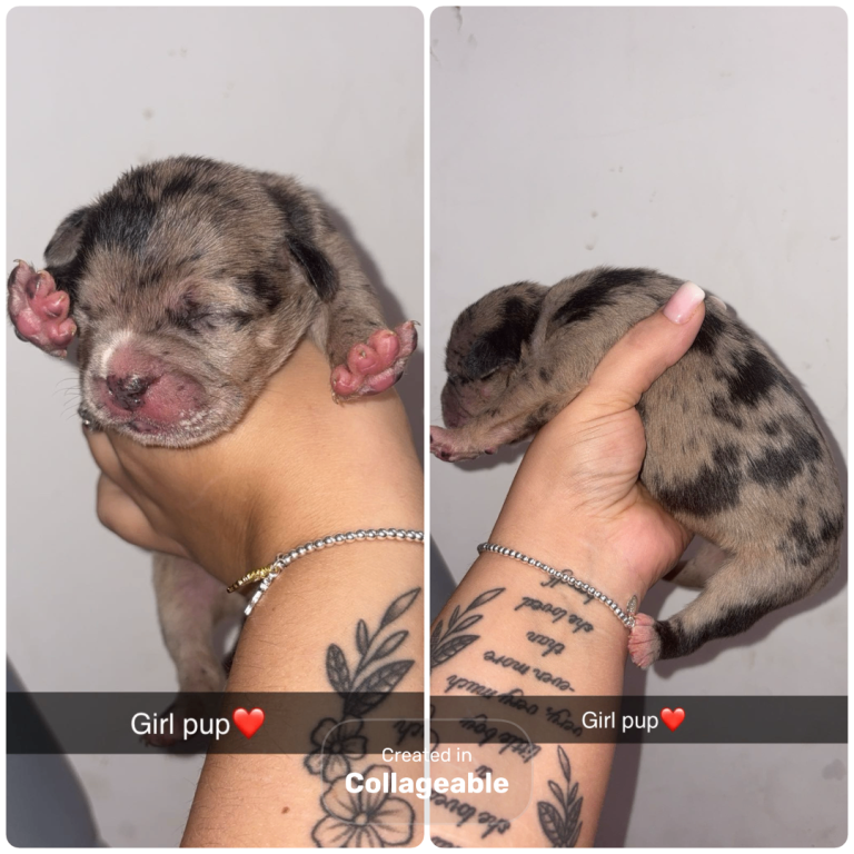 Puppy looking for its forever home! 