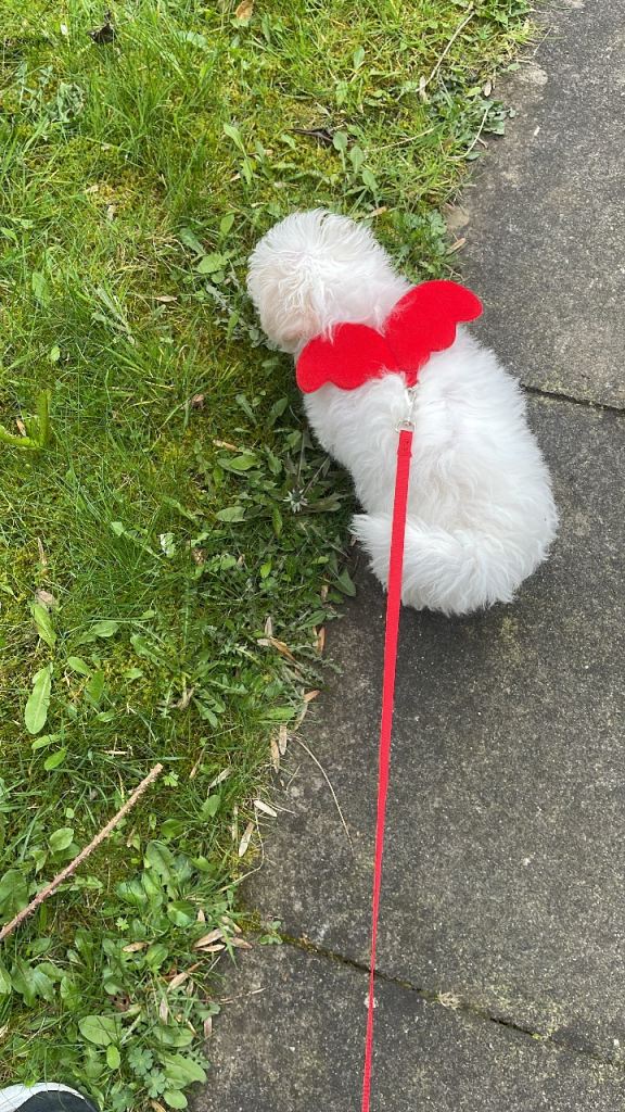 Bichon frise