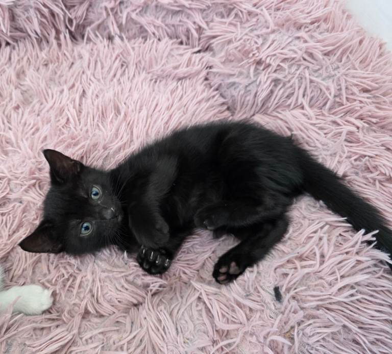 Male black kitten