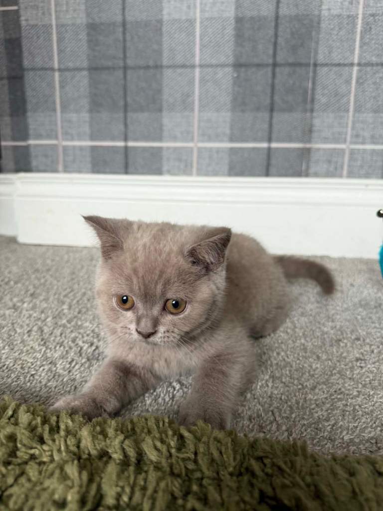 British blue Kittens Ready to go 